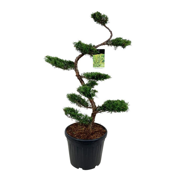 Juniperus x pfitzeriana 'Pfitzeriana Aurea' F00006842