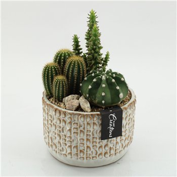 Nasad cactus CTCR-2602 Kaktus Essentials 3 pp 30cm 17cm Q952