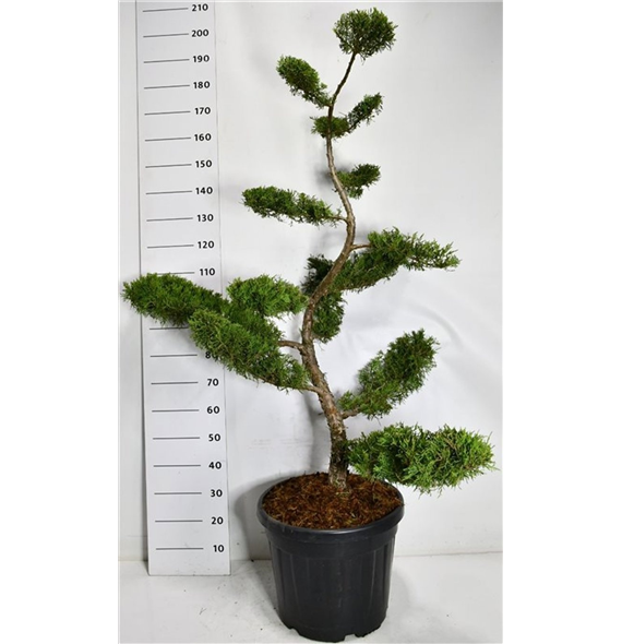 Juniperus x pfitzeriana 'Pfitzeriana Aurea' F00006307