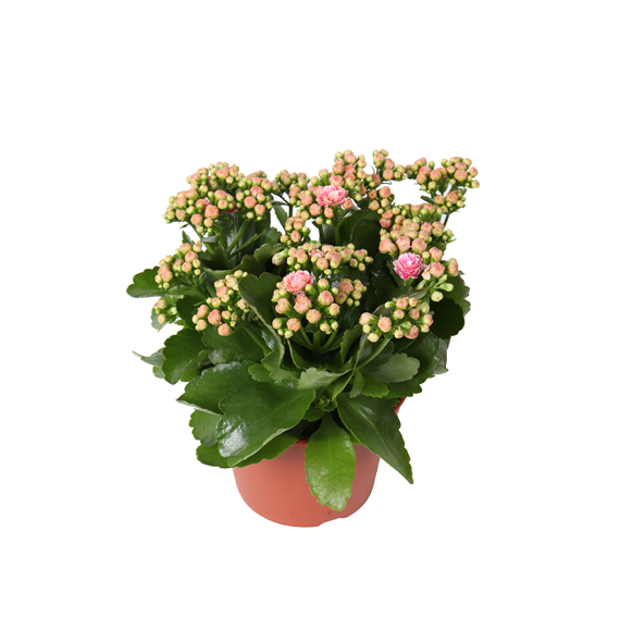 Kalanhoja 'Rosalina Alano' F00000313