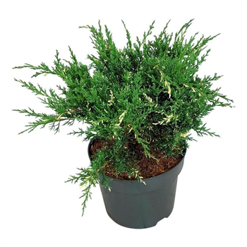 Juniperus x pfitzeriana 'White Splash' F00006854