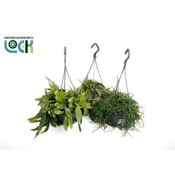 Rhipsalis mix 50cm 21cm Q986