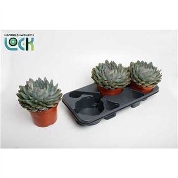 Echeveria Pelisuda1 fl 30cm 17cm Q1031