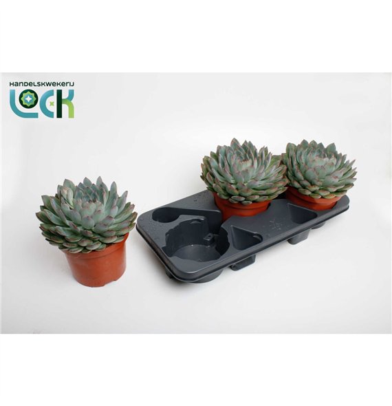 Echeveria Pelisuda1 fl 30cm 17cm Q1031