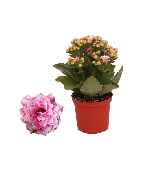 Kalanhoja 'Rosalina Don Alano' F00001143