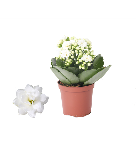 Kalanhoja 'Rosalina Don Dione' F00000362