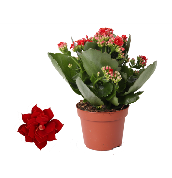 Kalanhoja 'Rosalina Don Justino' F00000283