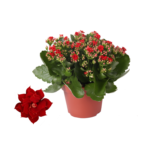 Kalanhoja 'Rosalina Don Justino' F00000284