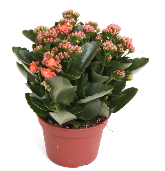 Kalanhoja 'Rosalina Don Pedro' F00001145