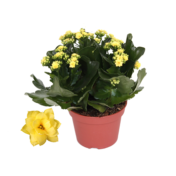Kalanhoja Rosalina Don Amarillo F00001144