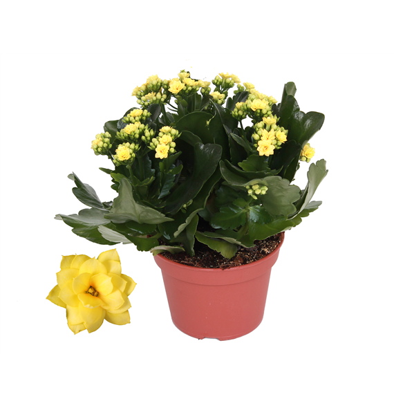 Kalanhoja Rosalina Don Amarillo F00001144
