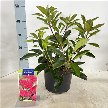 Kalmia latifolia 'Kardinal' F00005667