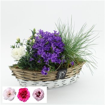 Nasad campanula CACR-2618 Campanula creations 3 pp 35cm 35cm Q2273