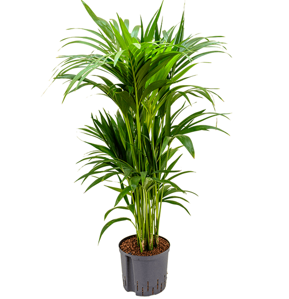 Kentia (Palma Hovea) forsteriana 1KEFO6T08
