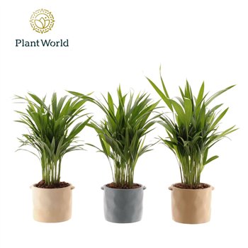 Palma Dypsis lutescens (Areca) 14 cm in pot Charlotte 26 pp 45cm 14cm Q2872