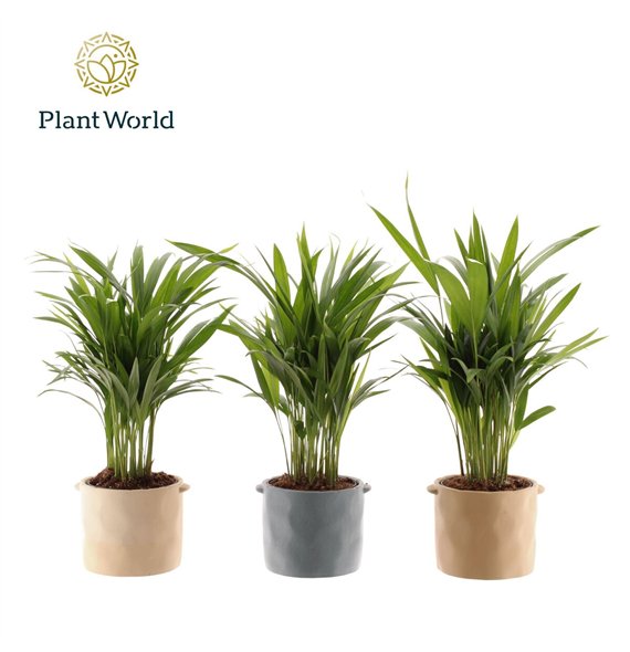 Palma Dypsis lutescens (Areca) 14 cm in pot Charlotte 26 pp 45cm 14cm Q2872