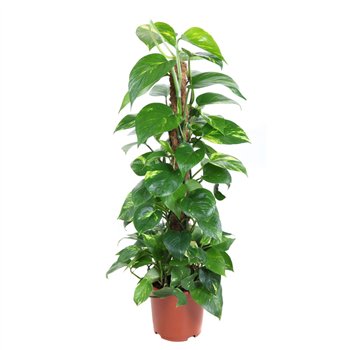 Epipremnum pinnatum mosstok Pinnatum Kratiste P194 pp 90cm 19cm Q2888