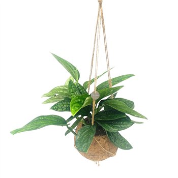 Epipremnum pinnatum marble planet Kokodama 17 cm Marble Planet 4 pp 40cm 17cm Q2893