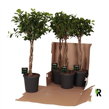 Fikus microcarpa moclame micr  Moclame braided stem in fust 352 4 pp 110cm 23cm Q3004