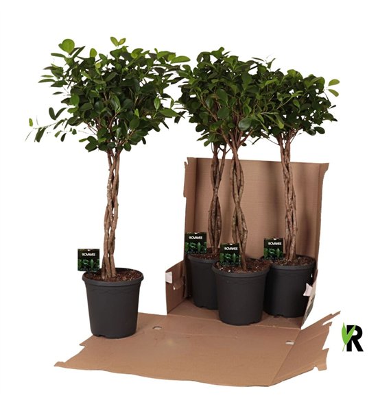 Fikus microcarpa moclame micr  Moclame braided stem in fust 352 4 pp 110cm 23cm Q3004