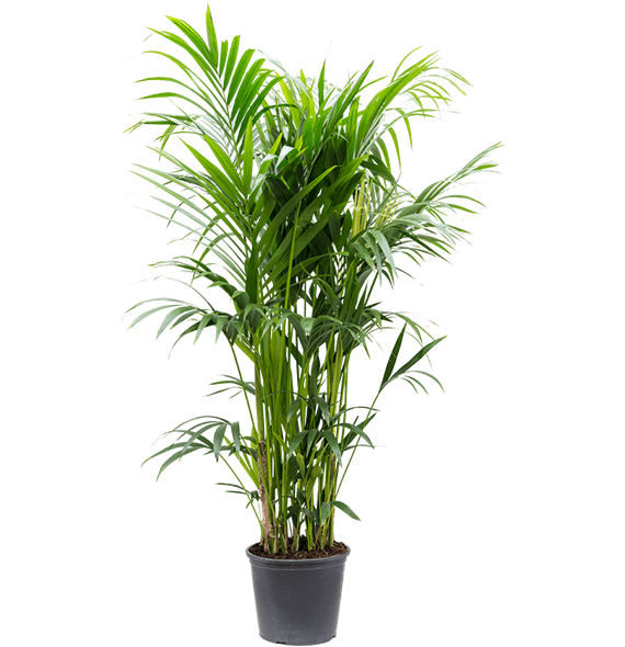 Kentia (Palma Hovea) forsteriana 4HOFOTU35