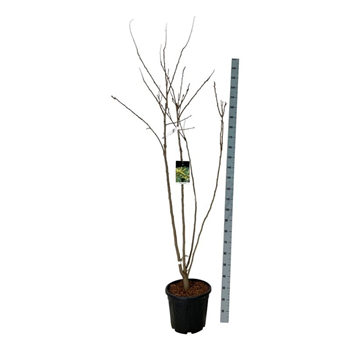 Koelreuteria paniculata F00007300
