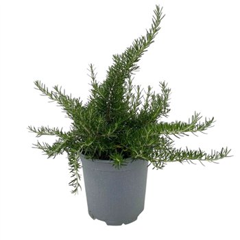 Rosmarinus prostratus 35cm 18cm Q3138