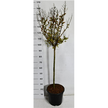 Lagerstroemia indica 'Berry Dazzle' F00007554