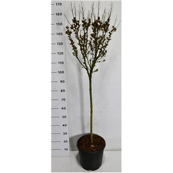 Lagerstroemia indica 'Coconut Sorbet' F00007552
