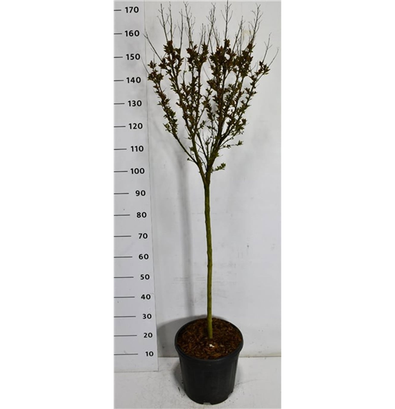 Lagerstroemia indica 'Coconut Sorbet' F00007552