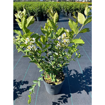 Lagerstroemia indica 'Natchez' F00006773