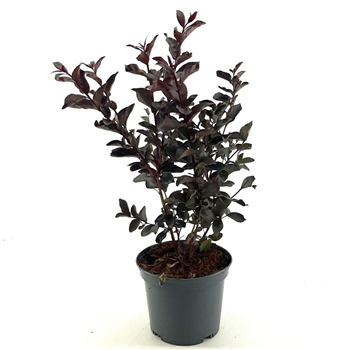 Lagerstroemia indica 'Lavender Lace' F00008361