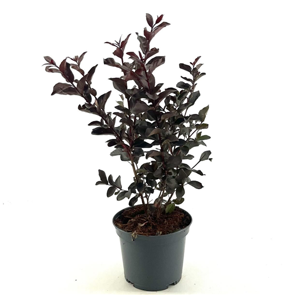 Lagerstroemia indica 'Lavender Lace' F00008361