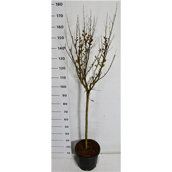 Lagerstroemia indica 'Pink Velour' F00007553