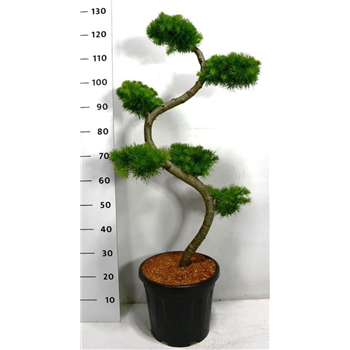Larix kaempferi F00005902
