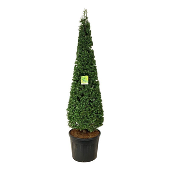 Larix kaempferi F00006943