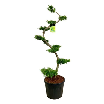 Larix kaempferi F00005594
