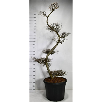 Larix kaempferi F00006452