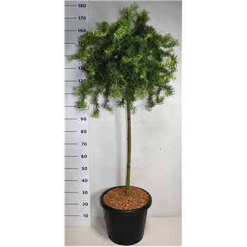 Larix kaempferi 'Diana' F00007781