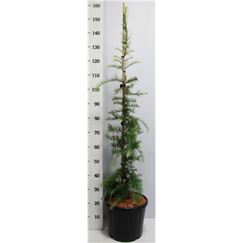 Larix kaempferi 'Stiff Weeper' F00005971