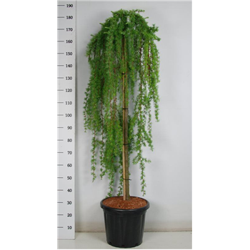 Larix kaempferi 'Stiff Weeper' F00008124