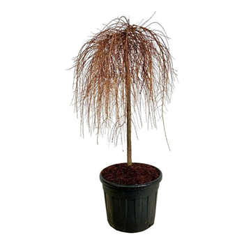 Larix kaempferi 'Stiff Weeper' F00007257