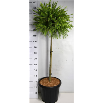 Larix laricina 'Arethusa Bog' F00007776