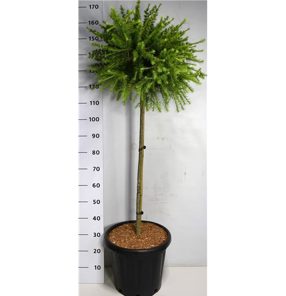 Larix laricina 'Arethusa Bog' F00007776