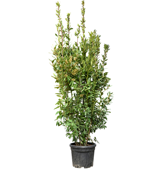 Laurus nobilis 5LANOBU05