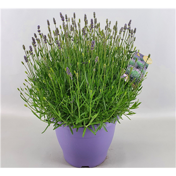 Lavandula angustifolia 'Essence Purple' F00004579