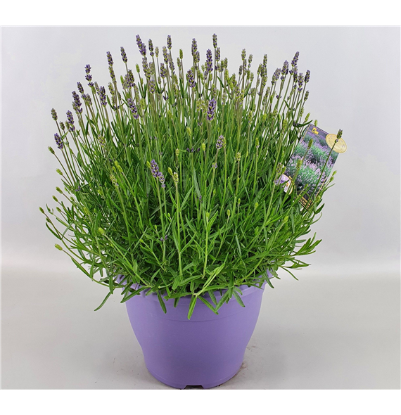 Lavandula angustifolia 'Essence Purple' F00004579