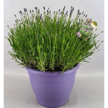 Lavandula angustifolia 'Essence Purple' F00004581