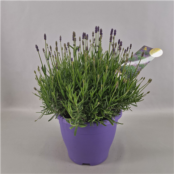 Lavandula angustifolia Hidcote F00004837