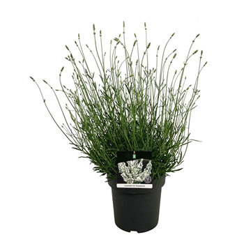 Lavandula intermedia 'Exceptional' F00008308